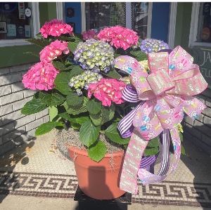 The perfect Garden for Mom! Xl potted mix color hydrangeas 