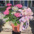 The perfect Garden for Mom! Triple color  Xl potted mix color hydrangeas 