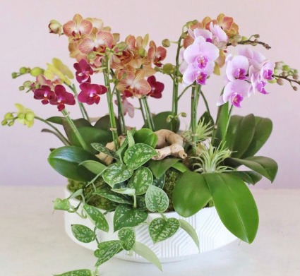 The Royal Orchid Oasis Orchid and plants.