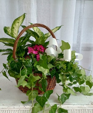 The Secret Garden Plants