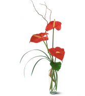 The Simplicity of Anthuriums 
