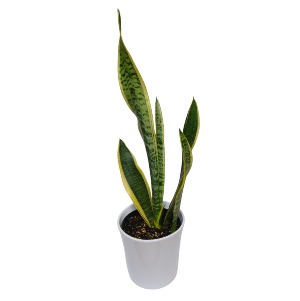 The Snake Plant Plant