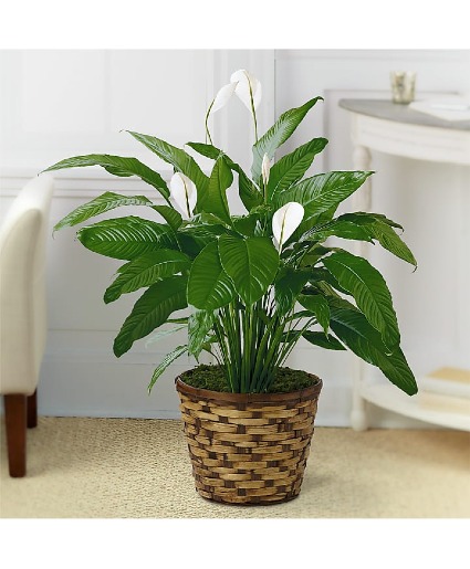The Spathiphyllum Plant