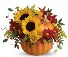 The Sunflower Pumpkin  