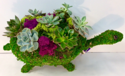 The Tortoise and The Succulent