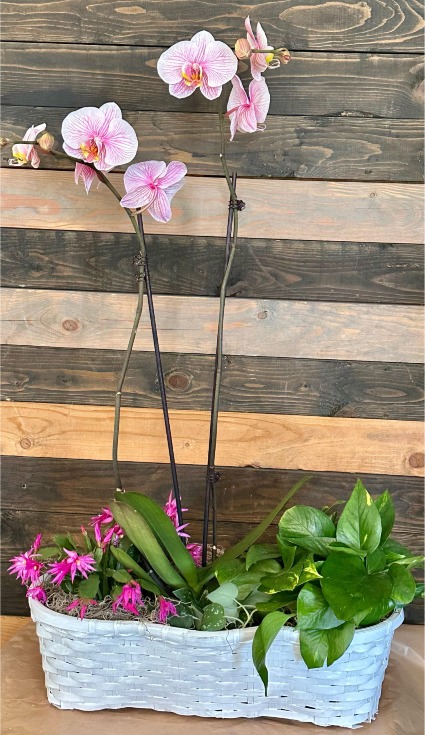 The Wild Orchid Blooming plant basket