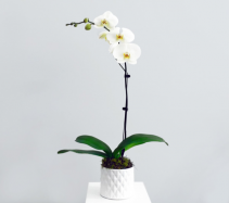 Thinking of you Orchid