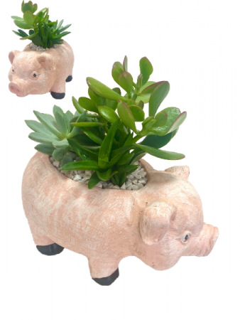 *SOLD OUT* THIS LITTLE PIGGY SUCCULENT GARDEN in Mcdonough, GA | Parade of Flowers