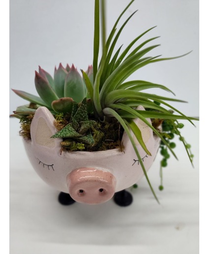 This Little Piggy Succulent Garden 