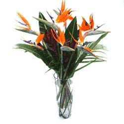 THIS WEEKS SPECIAL! *While supplies last Stunning Exotic Birds of Paradise In Vase