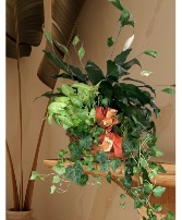 Three plant combo Plant