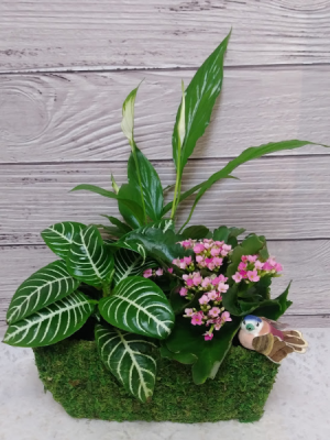 Threes Company Dish Garden in San Rafael, CA | BURNS FLORIST Threes Company Dish Garden in San Rafael, CA | BURNS FLORIST