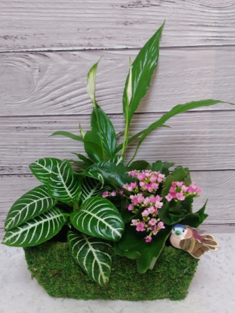 Threes Company Dish Garden