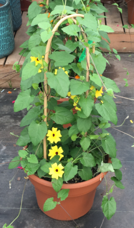 Thumbelina Vine Patio Pot Greenhouse Patio Pot in Lewiston, ME | BLAIS FLOWERS & GARDEN CENTER