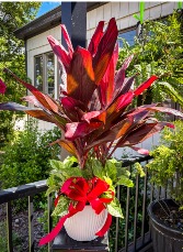 Ti plant Combo  Plant