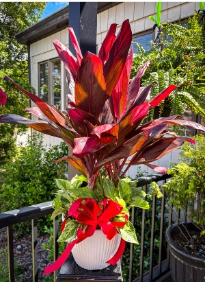 Ti plant Combo  Plant