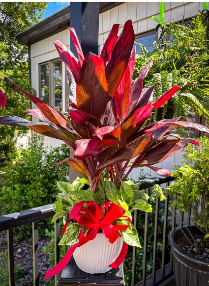 Ti plant Combo Plant