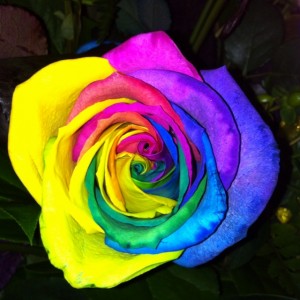 Tie Dyed Rose Single Bloom Bud Vase