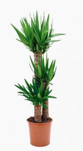Tiered Yucca House Plant