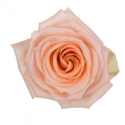 Peach Rose Classic Roses Color Option