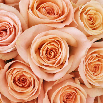 Tiffany Peach Roses Available in Half Dozen, Dozen and Two Dozen