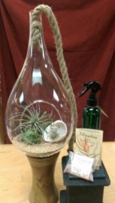 Tillandsia AIR PLANT Globe Kit Plants in Glass COMPLETE KIT