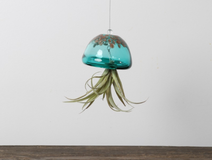 Tillandsia Jellyfish