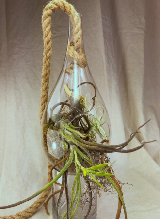 Tillandsia Teardrop Plant Garden
