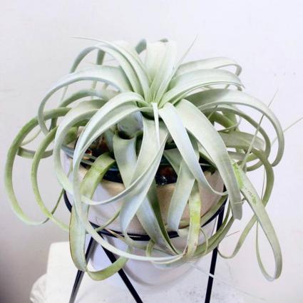 Tillandsia Xerographica 'Air Plant' in Edison, NJ - E&E FLOWERS