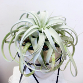 Tillandsia Xerographica 'Air Plant'