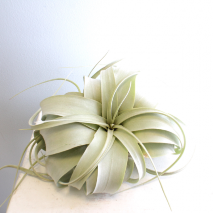 Tillandsia Xerographica *PICK UP ONLY*