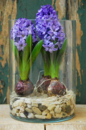 Time after Time Blooming bulbs