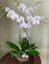 Timeless Grace Orchid Any special occasion 