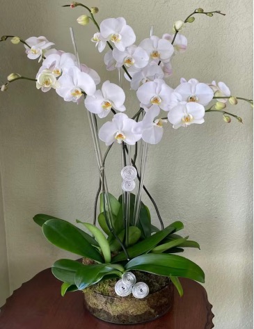 Timeless Grace Orchid Any special occasion  in Kissimmee, FL | Blooms To You
