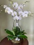 Timeless Grace Orchid Any special occasion 