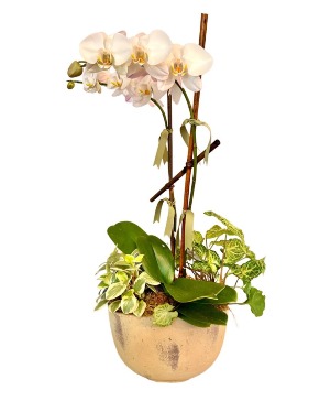 Timeless Grace Plant
