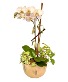 Timeless Grace Plant