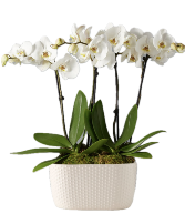 Timeless Love Houseplant 