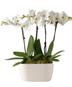 Timeless Love Houseplant ~ Orchid Garden