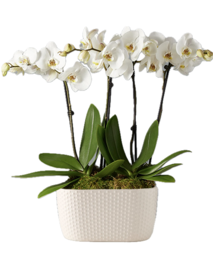 Timeless Love Houseplant
