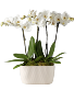 Timeless Love Houseplant ~ Orchid Garden