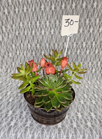 Tin pail w/ 2 succulents and pods 