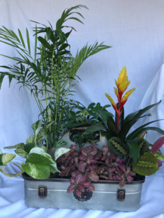 Tin Planter Houseplant Planter