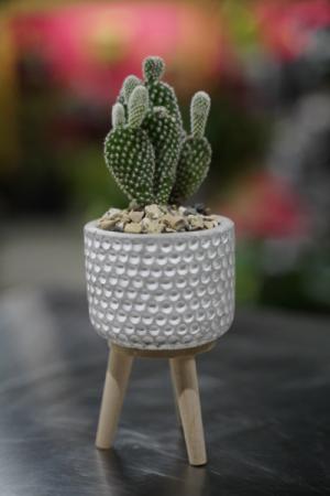 Tiny Cactus  Super Cute Pot  in South Milwaukee, WI | PARKWAY FLORAL INC.