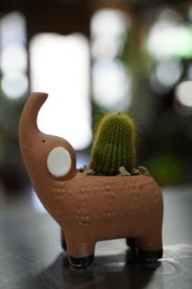 Tiny Cactus  Terra Cotta Elephant Pot 