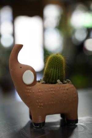 Tiny Cactus Terra Cotta Elephant Pot