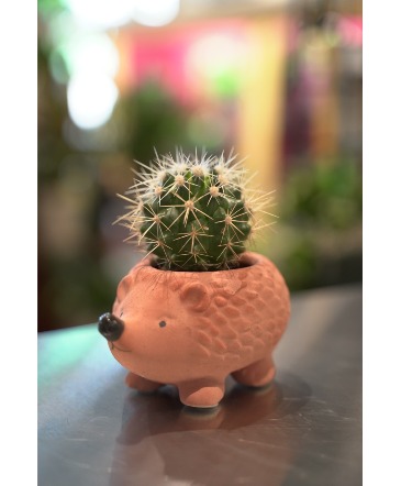 Tiny Hedgehog Mini Cactus Planter  in South Milwaukee, WI | PARKWAY FLORAL INC.