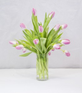 TULIP TIME Pre-Order Only