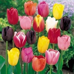Assorted tulips in Glass Vase Spring special