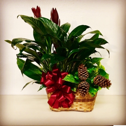 Tis The Season Plant Duo with Christmas Design